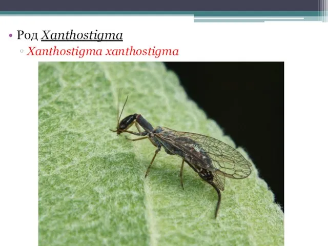 Род Xanthostigma Xanthostigma xanthostigma