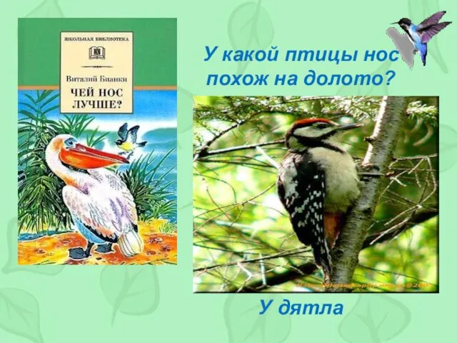 У какой птицы нос похож на долото? У дятла