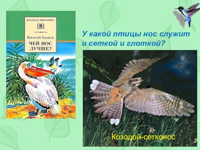 У какой птицы нос служит и сеткой и глоткой? Козодой-сетконос