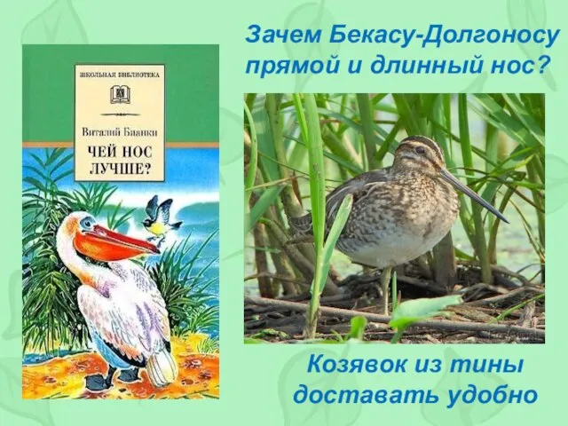 Зачем Бекасу-Долгоносу прямой и длинный нос? Козявок из тины доставать удобно