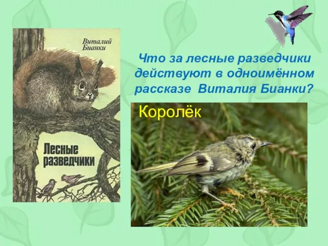 Что за лесные разведчики действуют в одноимённом рассказе Виталия Бианки? Королёк