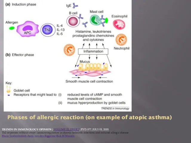 Phases of allergic reaction (on example of atopic asthma) TRENDS IN