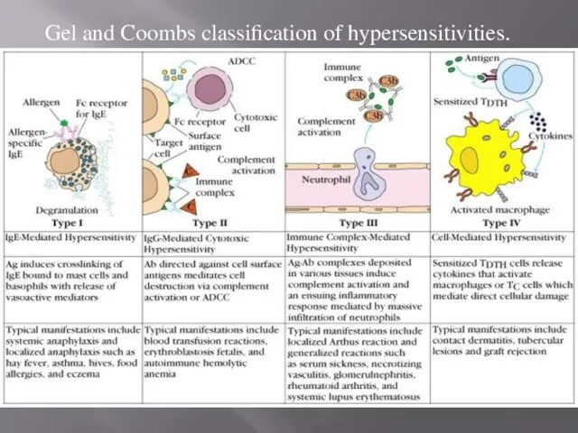 Gel and Coombs classification of hypersensitivities.