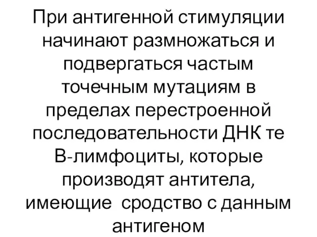 При антигенной стимуляции начинают размножаться и подвергаться частым точечным мутациям в