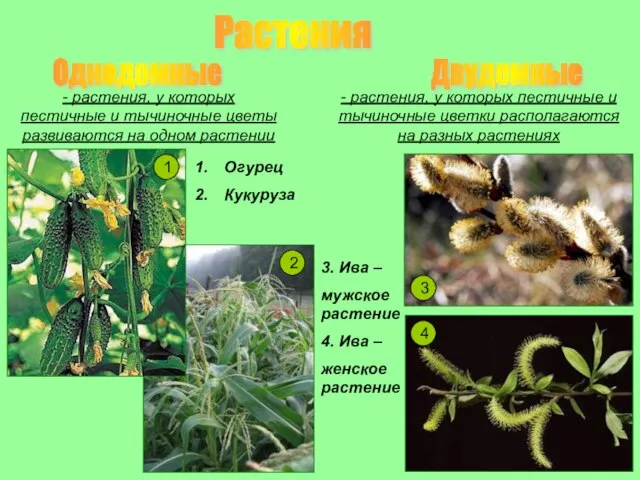 Растения Однодомные Двудомные - растения, у которых пестичные и тычиночные цветы