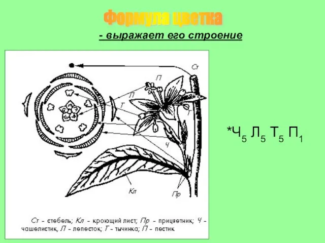 *Ч5 Л5 Т5 П1 Формула цветка - выражает его строение