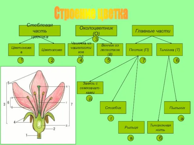 Строение цветка Стеблевая часть цветка Околоцветник (О) Главные части Цветоножка Цветоложе