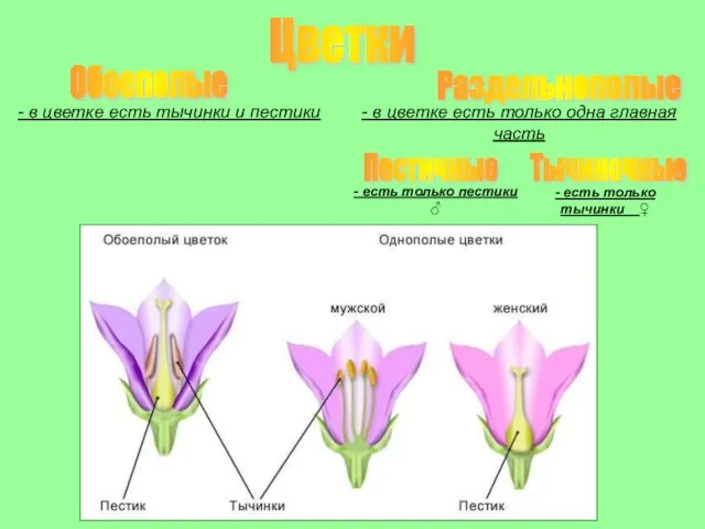 Цветки Обоеполые Раздельнополые - в цветке есть тычинки и пестики -
