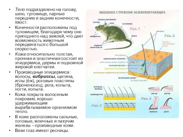 Тело подразделено на голову, шею, туловище, парные передние и задние конечности,