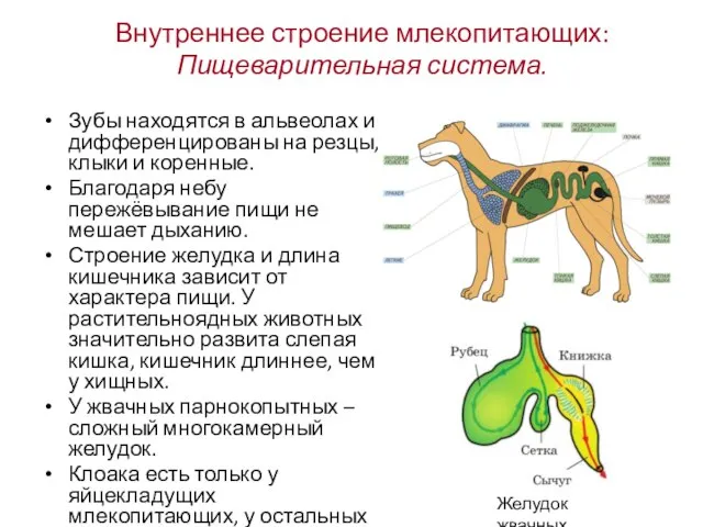 Внутреннее строение млекопитающих: Пищеварительная система. Зубы находятся в альвеолах и дифференцированы