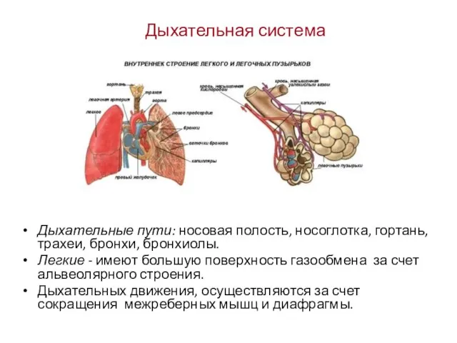 Дыхательная система Дыхательные пути: носовая полость, носоглотка, гортань, трахеи, бронхи, бронхиолы.