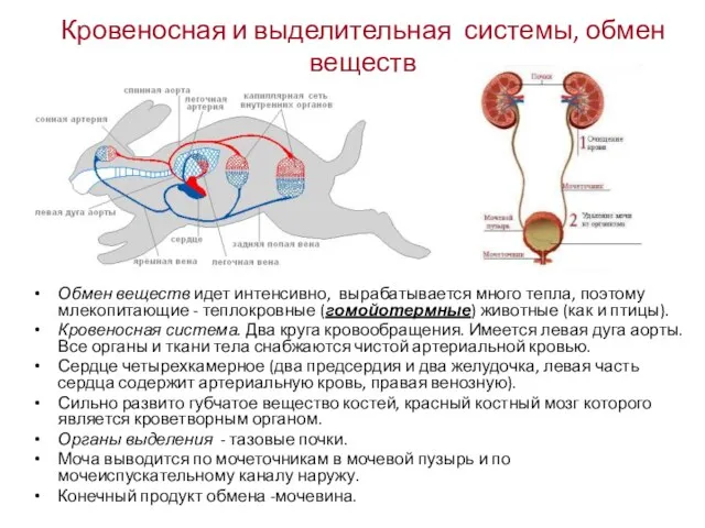 Кровеносная и выделительная системы, обмен веществ Обмен веществ идет интенсивно, вырабатывается