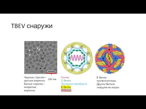 TBEV снаружи 100 нм Черные стрелки – зрелые вирионы Белые стрелки