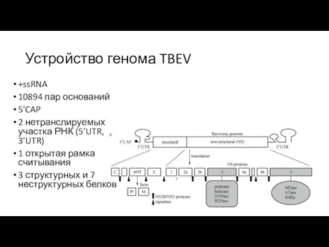 Устройство генома TBEV +ssRNA 10894 пар оснований 5’CAP 2 нетранслируемых участка