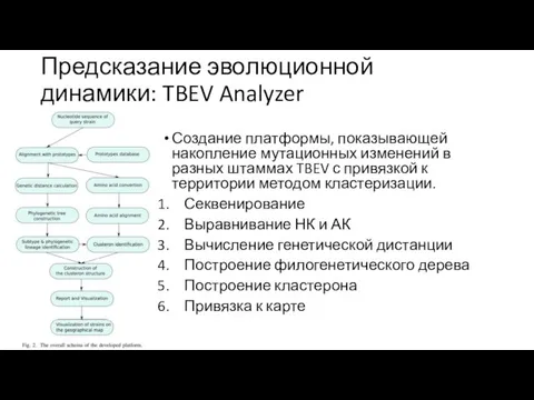 Предсказание эволюционной динамики: TBEV Analyzer Создание платформы, показывающей накопление мутационных изменений