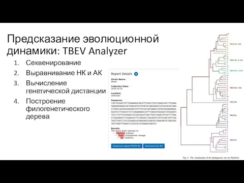 Предсказание эволюционной динамики: TBEV Analyzer Секвенирование Выравнивание НК и АК Вычисление генетической дистанции Построение филогенетического дерева