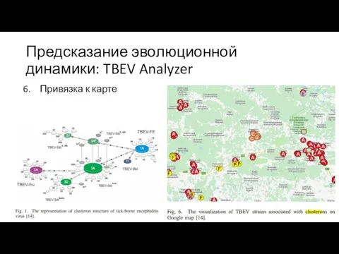 Предсказание эволюционной динамики: TBEV Analyzer Привязка к карте