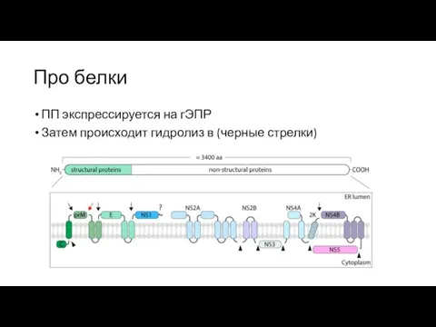 Про белки ПП экспрессируется на гЭПР Затем происходит гидролиз в (черные стрелки)