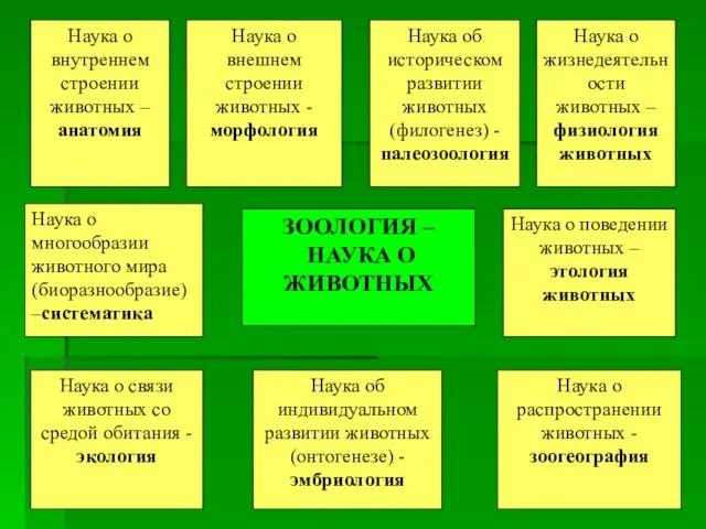 Наука о внутреннем строении животных –анатомия Наука о многообразии животного мира