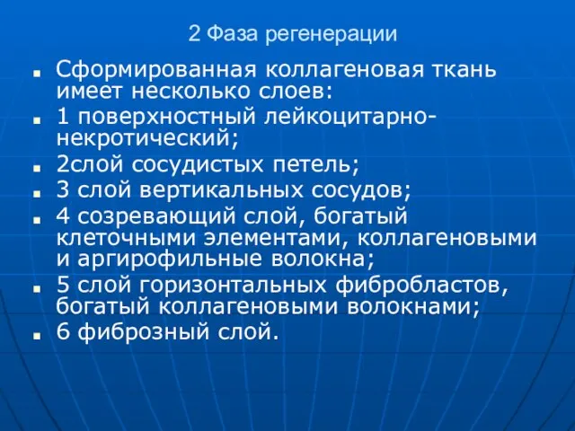 2 Фаза регенерации Сформированная коллагеновая ткань имеет несколько слоев: 1 поверхностный