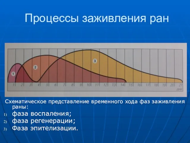 Процессы заживления ран Схематическое представление временного хода фаз заживления раны: фаза воспаления; фаза регенерации; Фаза эпителизации.