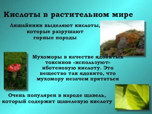 Кислоты в растительном мире Мухоморы в качестве ядовитых токсинов «используют» иботеновую