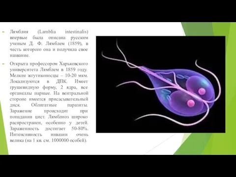Лямблия (Lamblia intestinalis) впервые была описана русским ученым Д. Ф. Лямблем