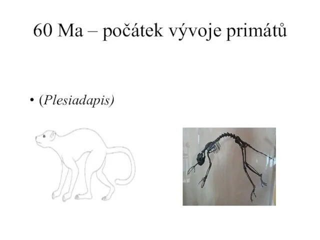 60 Ma – počátek vývoje primátů (Plesiadapis)