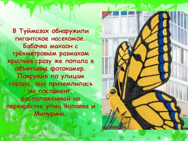 В Туймазах обнаружили гигантское насекомое. Бабочка махаон с трёхметровым размахом крыльев