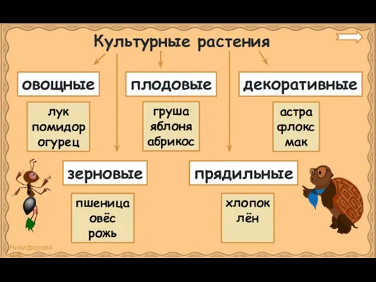 Культурные растения овощные плодовые декоративные зерновые прядильные лук помидор огурец груша