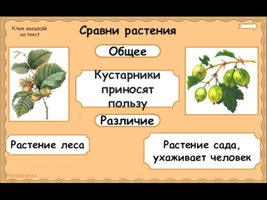 Сравни растения Общее Различие Кустарники приносят пользу Растение леса Растение сада,