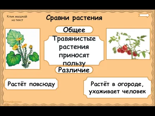 Сравни растения Общее Различие Травянистые растения приносят пользу Растёт повсюду Растёт