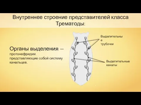 Внутреннее строение представителей класса Трематоды: Органы выделения — протонефридии, представляющие собой