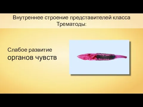 Внутреннее строение представителей класса Трематоды: Слабое развитие органов чувств