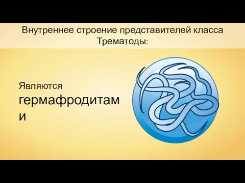 Внутреннее строение представителей класса Трематоды: Являются гермафродитами