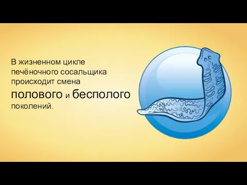 В жизненном цикле печёночного сосальщика происходит смена полового и бесполого поколений.