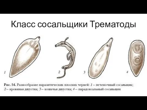 Класс сосальщики Трематоды