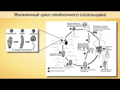 Жизненный цикл печёночного сосальщика