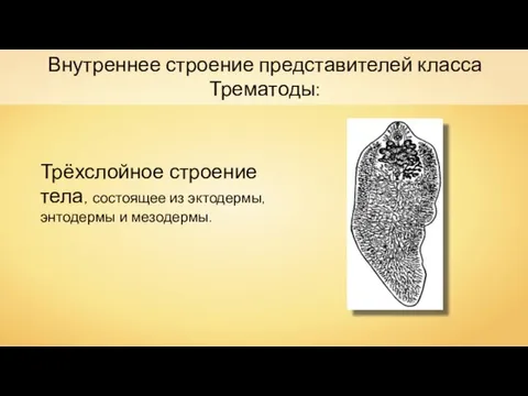 Внутреннее строение представителей класса Трематоды: Трёхслойное строение тела, состоящее из эктодермы, энтодермы и мезодермы.