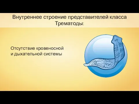 Внутреннее строение представителей класса Трематоды: Отсутствие кровеносной и дыхательной системы