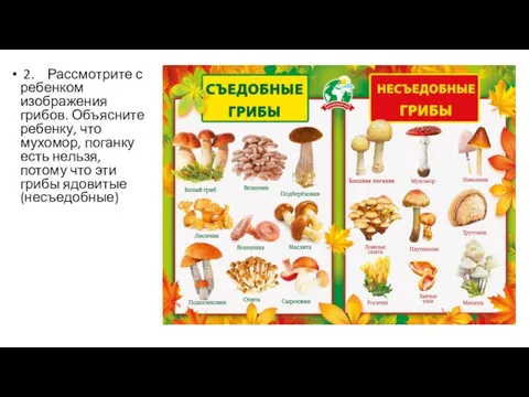 2. Рассмотрите с ребенком изображения грибов. Объясните ребенку, что мухомор, поганку