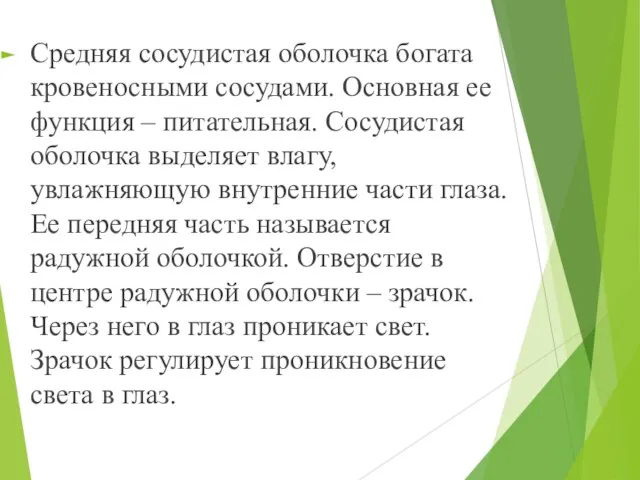 Средняя сосудистая оболочка богата кровеносными сосудами. Основная ее функция – питательная.