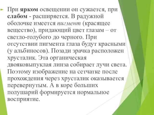 При ярком освещении он сужается, при слабом - расширяется. В радужной