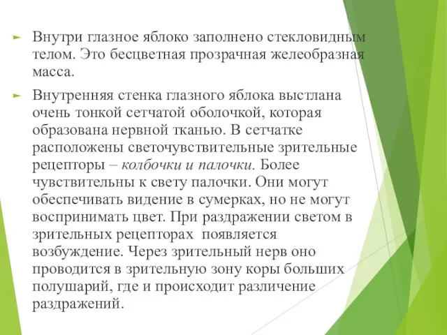 Внутри глазное яблоко заполнено стекловидным телом. Это бесцветная прозрачная желеобразная масса.