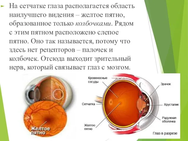 На сетчатке глаза располагается область наилучшего видения – желтое пятно, образованное