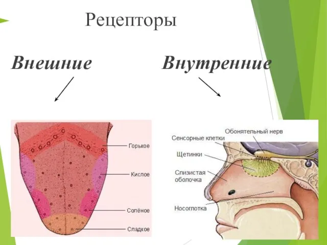 Рецепторы Внешние Внутренние