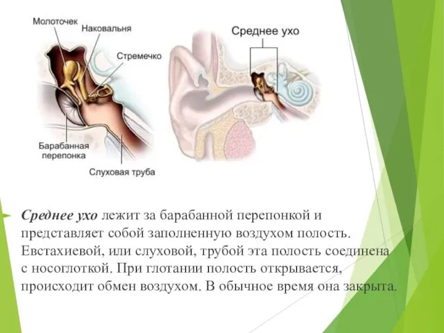 Среднее ухо лежит за барабанной перепонкой и представляет собой заполненную воздухом