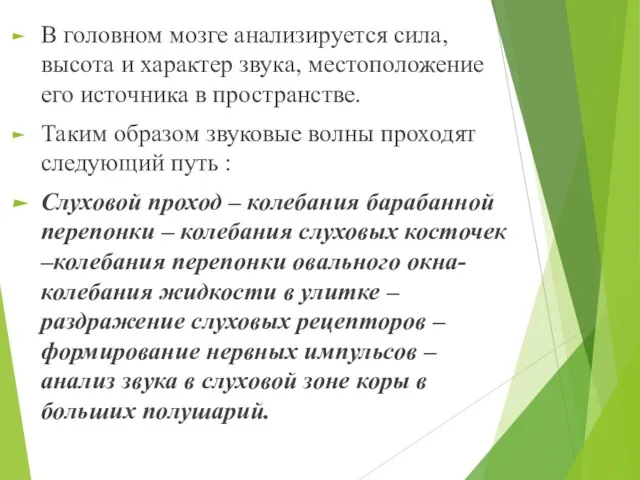 В головном мозге анализируется сила, высота и характер звука, местоположение его