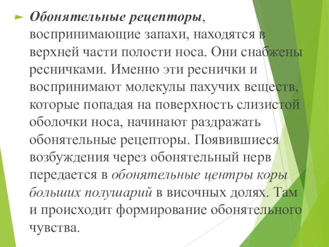 Обонятельные рецепторы, воспринимающие запахи, находятся в верхней части полости носа. Они