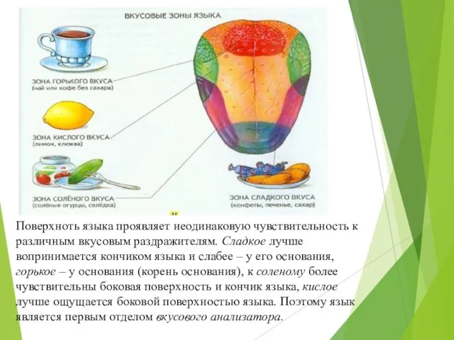 Поверхноть языка проявляет неодинаковую чувствительность к различным вкусовым раздражителям. Сладкое лучше